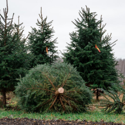 Живі чи штучні ялинки: що екологічніше?